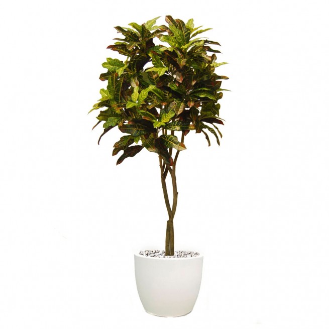 Planta semi-artificiala Ila, Croton Tree Multicolor - 180 cm